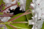 Mountain laurel